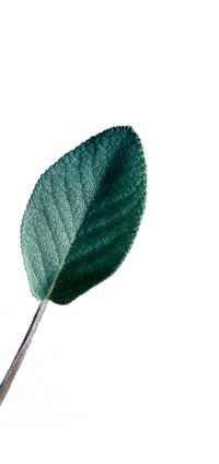 Salvia: pentru bunăstarea gâtului Salvia: pentru bunăstarea gâtului