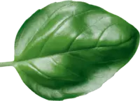Busuioc Busuioc
