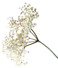 Fructe prețioase din Flora Spontană Fructe prețioase din Flora Spontană